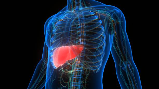 istock Human Internal Digestive Organ Liver Anatomy 1258069751