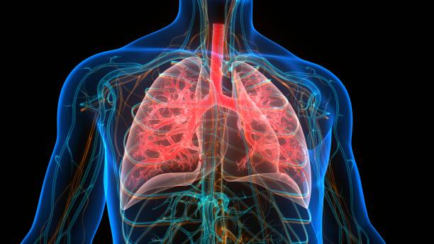 ヒト呼吸器系肺解剖学 - human lung tuberculosis bacterium emphysema human trachea ストックフォトと画像