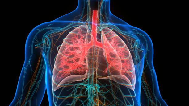 istock Human Respiratory System Lungs Anatomy 1258069761
