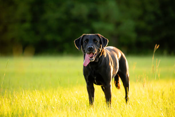 istock Black Labrador in a grassy filed 1258069792