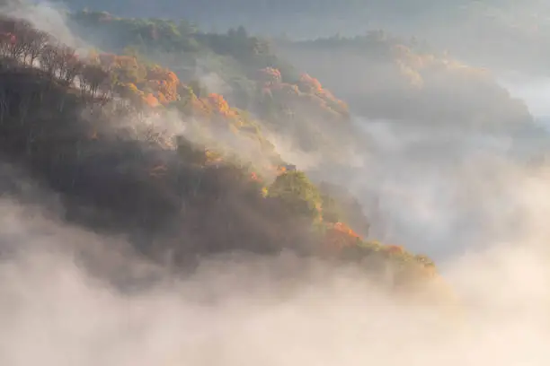 Morning mist on a red-foliage mountain slope