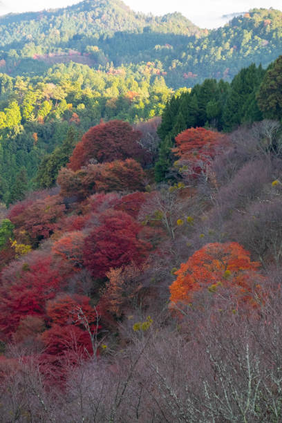 istock Mountains with a variety of colored leaves 1258071848
