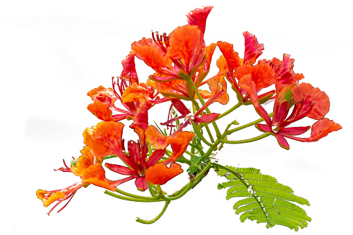 Beautiful red peacock flower Isolated on a white background and with clipping path.