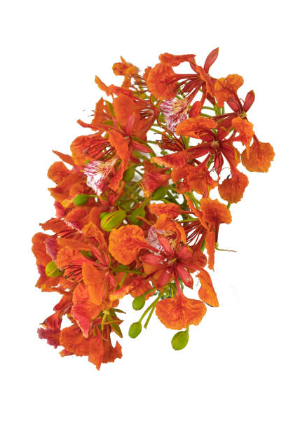 istock Beautiful red peacock flower Isolated on a white background and with clipping path. 1258072721