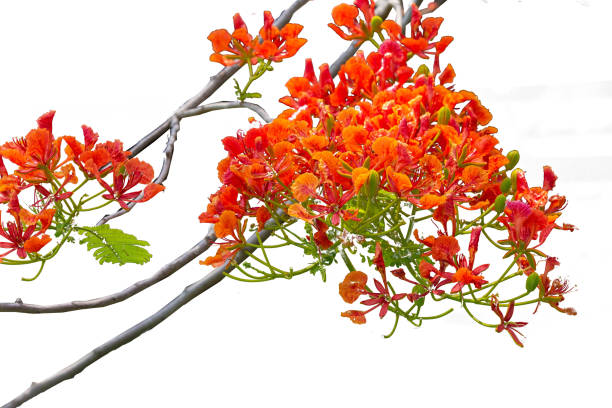 istock Beautiful red peacock flower Isolated on a white background and with clipping path. 1258072724