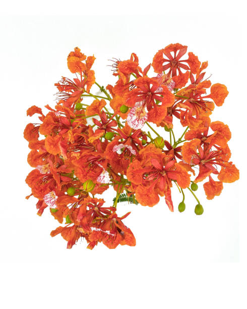istock Beautiful red peacock flower Isolated on a white background and with clipping path. 1258072730