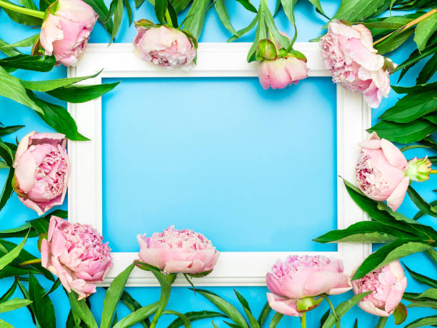 istock White frame surrounded by beautiful pink peonies on a blue background, top view, copy space, flat lay. Mockup greeting card, invitations to a holiday or wedding. Bright summer flower concept 1258072836