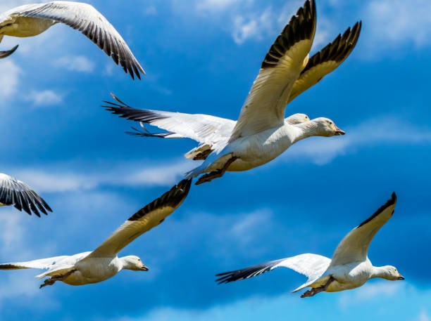 istock Snow Geese Flying Skagit Valley Washington 1258072839