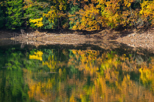 istock Yellow leaves reflected in the lake 1258072889
