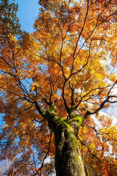 istock Blue skies and huge yellow-colored trees 1258072927