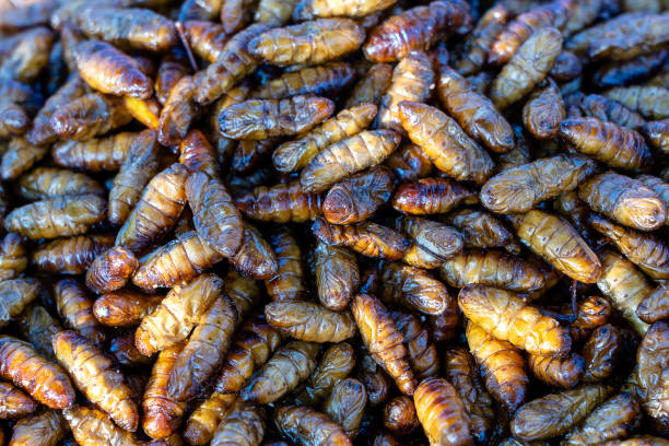 Fried silk worms delicious in street food in Thailand. Close up Fried silk worms delicious in street food in Thailand. They are deep fried until reaching a complete state of crispness, heavily salted, and eaten as a protein enriched snack. fried insects for snack thai food at market stock pictures, royalty-free photos & images
