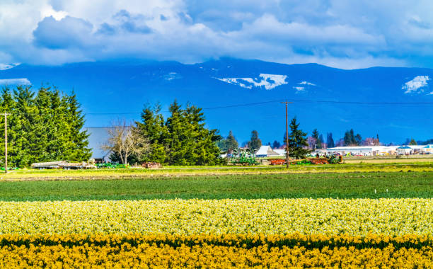 istock Yellow Daffodils Fields Flowers Skagit Valley Washington State 1258073047