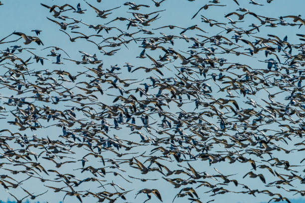 istock Thousands Snow Geese Flying Skagit Valley Washington 1258073056
