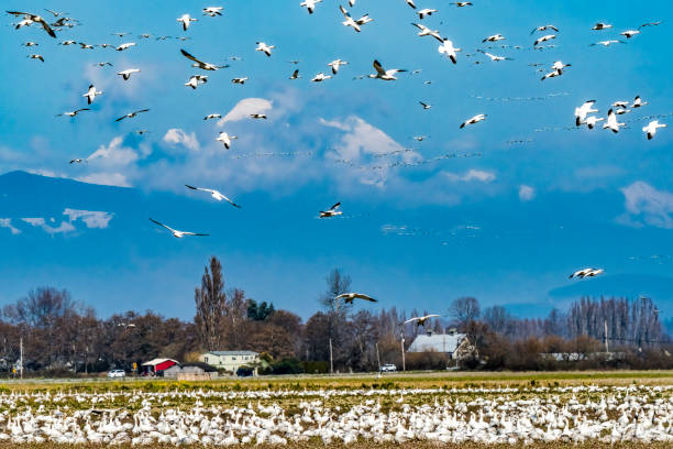 istock Snow Geese Flying Flock Mount Baker Skagit Valley Washington 1258073074