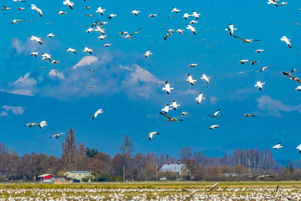 istock Snow Geese Flying Flock Mount Baker Skagit Valley Washington 1258073591