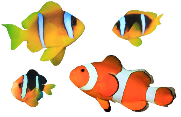 istock Clownfish or anemonefish isolated 1258073865