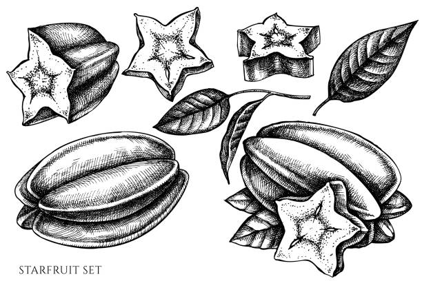 wektorowy zestaw ręcznie rysowanych czarno-białych gwiazd - starfruit stock illustrations