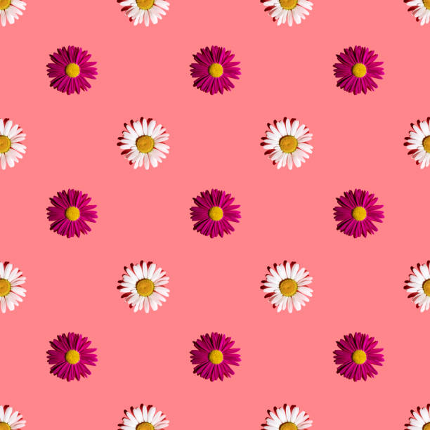 Pattern with Chrysanthemums in grid on a violet background. Floral background with elements in geometric grid