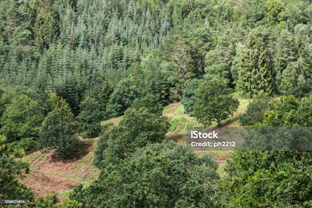 Woodland - Silkeborg Space for text Backgrounds Stock Photo
