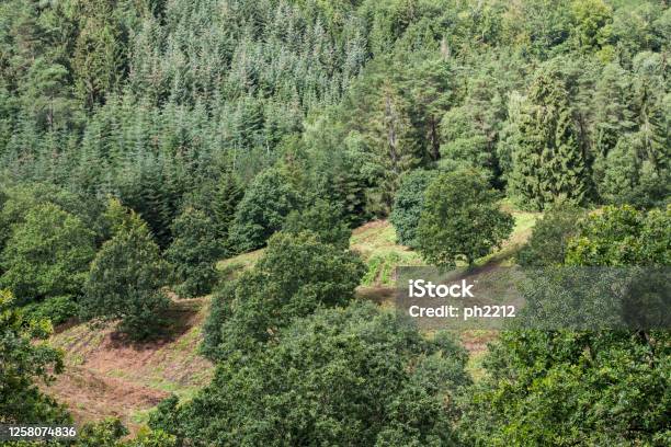 Woodland Silkeborg Stock Photo - Download Image Now - Backgrounds, Copy Space, Denmark