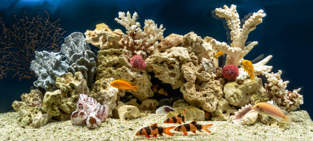 aquarium d’eau douce dans le style pseudo-mer. aqua scape et aqua design. - hobbies freshwater fish underwater panoramic photos et images de collection