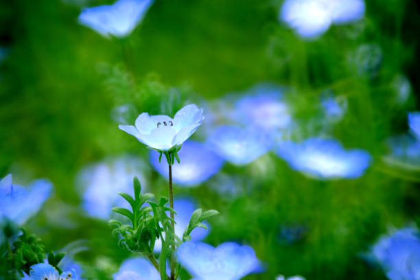 istock The small flower is pale blue color 1258075730