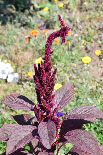 istock Amaranth flower in the summer garden 1258077266