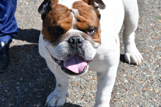 istock Dog breed English Bulldog 1258077367