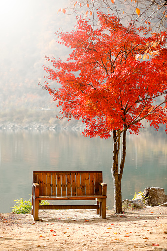 Yellow autumn leaves fall on a white park bench. The arrival of autumn. Change of seasons. Seasons