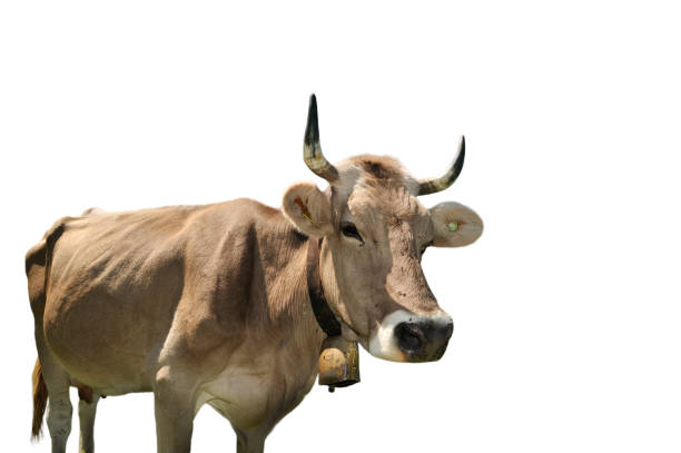vaca alpina (bos taurus) con cencerro sobre fondo blanco - cencerro fotos fotografías e imágenes de stock