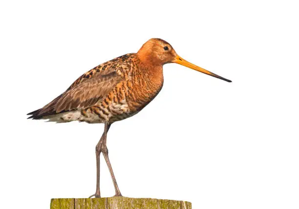 Photo of Black-tailed godwit (Limosa limosa) perched on fence post against white background