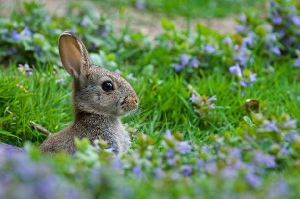 istock European rabbit (Oryctolagus cuniculus) in meadow with wildflowers in spring 1258077988