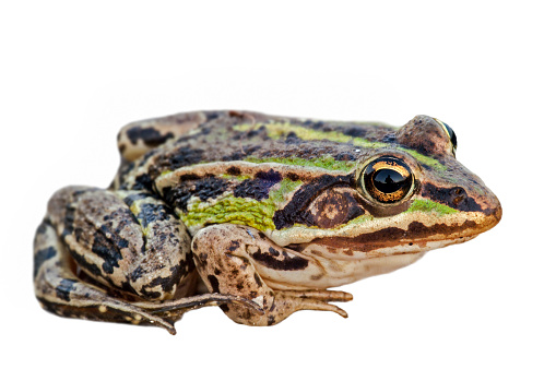Common Water Frog in front of a white background