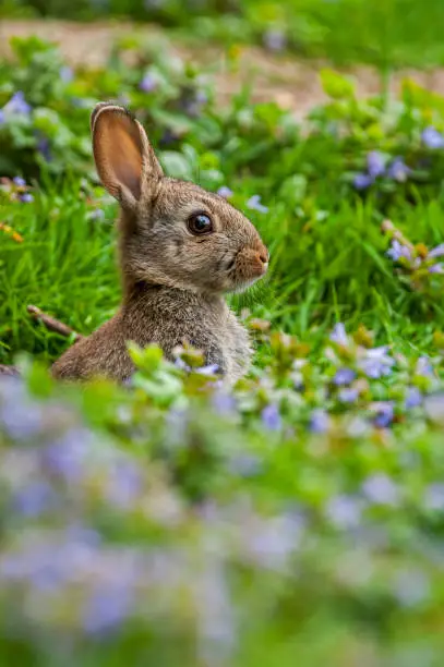 European rabbit (Oryctolagus cuniculus) appearing from burrow entrance in meadow with wildflowers in spring