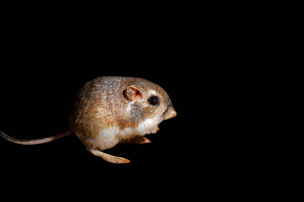 istock Merriam's kangaroo rat (Dipodomys merriami) against black background 1258078051