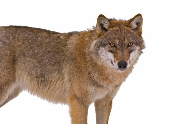 istock European gray wolf / wild grey wolf (Canis lupus) against white background 1258078078