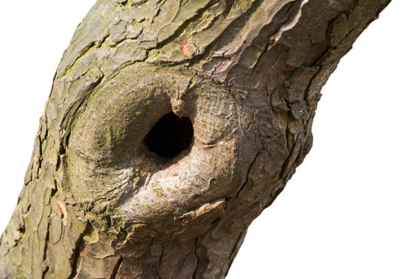 Pruning scar offering nesting cavity in European beech / Common beech tree trunk (Fagus sylvatica) against white background