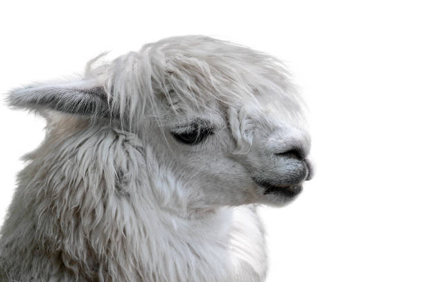 istock Alpaca (Vicugna pacos / Lama pacos) close up portrait against white background 1258078112