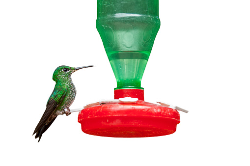 Green crowned brilliant / green-fronted brilliant feeding from artificial nectar hummingbird feeder (Heliodoxa jacula) against white background