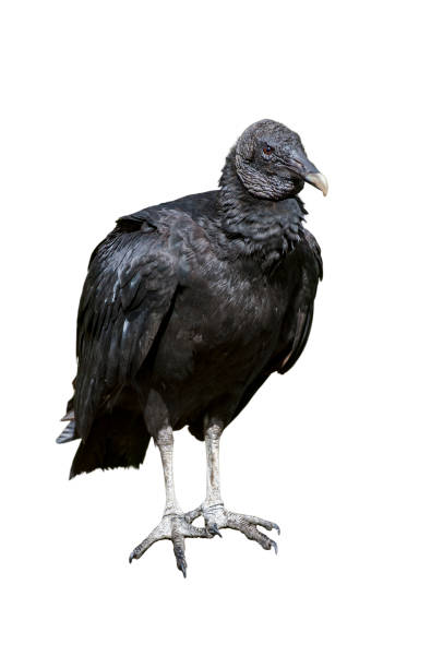 istock American black vulture (Coragyps atratus) against white background 1258078130