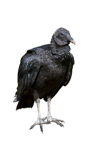 American black vulture (Coragyps atratus) against white background American black vulture (Coragyps atratus) against white background american black vulture photos stock pictures, royalty-free photos & images