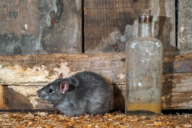 istock Black rat (Rattus rattus) foraging in old barn / shed / stable 1258078183