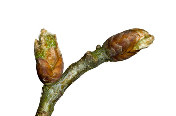 common oak / pedunculate oak / english oak (quercus robur) close up of twig with leaf buds opening in spring against white background - oak leaf leaf oak tree spring imagens e fotografias de stock