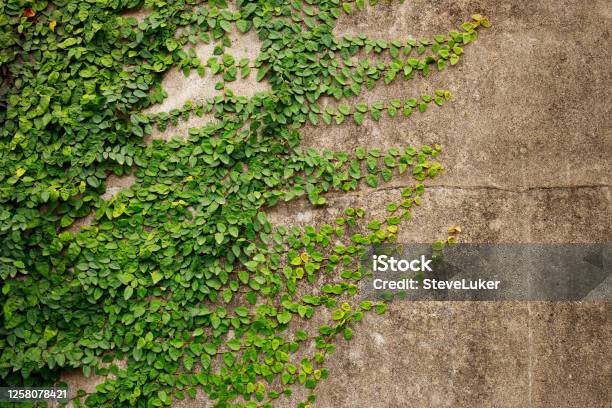 Ones Growing On A Concrete Wall Stock Photo - Download Image Now - Adaptation - Concept, Green Color, Concrete Wall