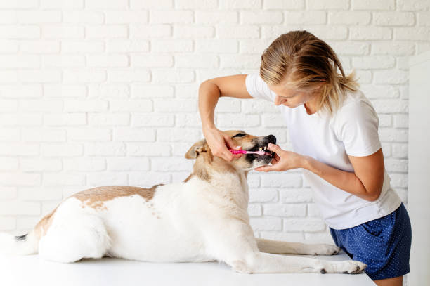 若いブロンドの女性は彼女の犬の歯を磨く - vet veterinary medicine young women female ストックフォトと画像