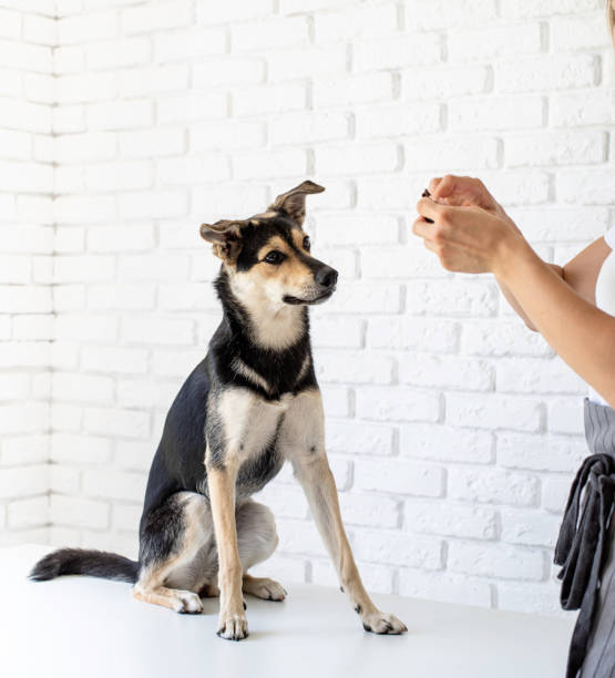 istock Young blond woman giving her pet a snack 1258079113