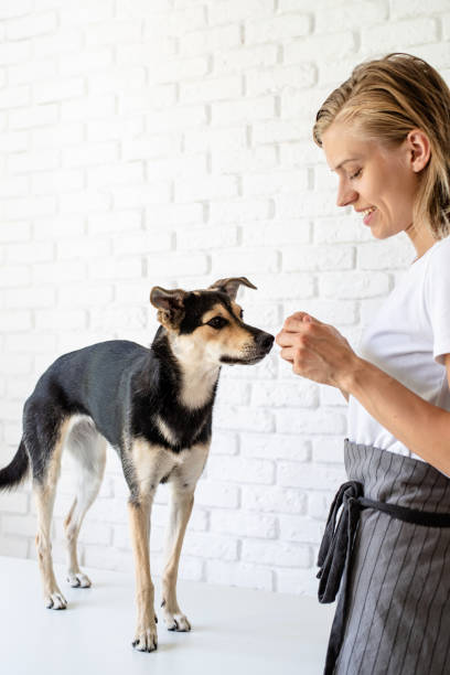 istock Young blond woman giving her pet a snack 1258079114