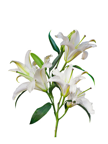 Beautiful lily  bouquet ,Beautiful lily flower pink with copy space isolated on white background.