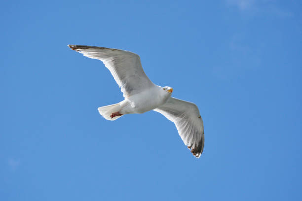 istock Seagull in flight against blue sky, background., seen from below 1258080786
