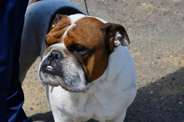 istock Dog breed English Bulldog 1258082469